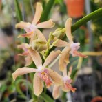 Paraphalaenopsis laycockii X Vanda limbata-Flowering Size